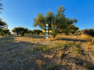 Αγροτεμάχια 7.000 τ.μ. για πώληση, Ν. Ρεθύμνου, Αρκάδι-thumb-5