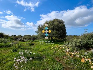 Αγροτεμάχια 4.000 τ.μ. για πώληση