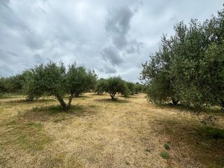 Οικόπεδο 5.965 τ.μ. προς πώληση, Πέραμα Γεροποτάμου-thumb-2