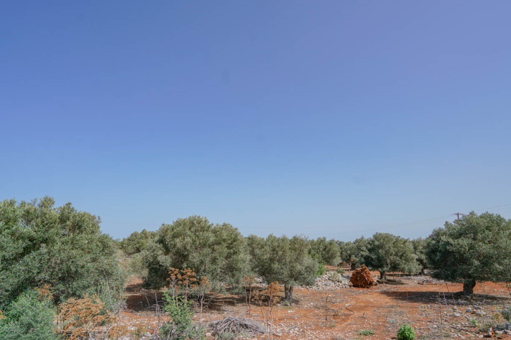 Αγροτεμάχια 4.667 τ.μ. πρός πώληση, Ν. Ρεθύμνου, Νικηφόρος Φωκάς