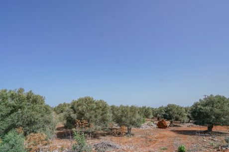 Αγροτεμάχια 4.667τ.μ. για πώληση-Νικηφόρος φωκάς