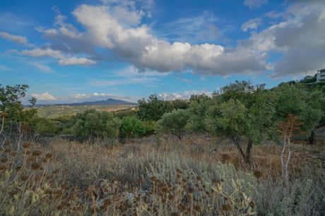 Αγροτεμάχια 5.300τ.μ. για πώληση-Νικηφόρος φωκάς