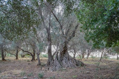 Αγροτεμάχια 800τ.μ. για πώληση-Αρκάδι