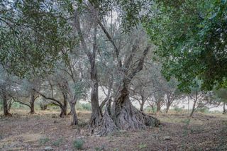 Αγροτεμάχια 800 τ.μ. για πώληση