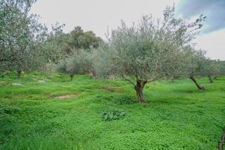 Οικόπεδο 2.103 τ.μ. για πώληση, Ν. Ρεθύμνου, Αρκάδι-thumb-6