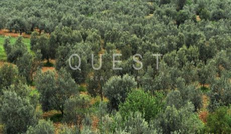 Parcel 20.000sqm for sale-Alexandroupoli » Nea Chili