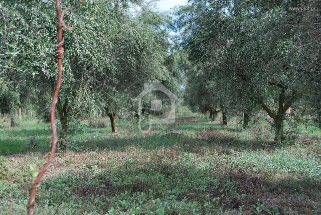Αγροτεμάχια 16.000 τ.μ. πρός πώληση, Αχαΐα, Διακοπτό