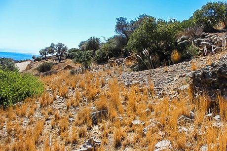 Αγροτεμάχια 6.456τ.μ. για πώληση-Λάμπη