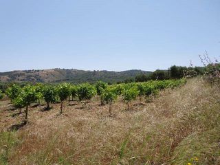 Αγροτεμάχια 8.102 τ.μ. για πώληση