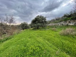 Αγροτεμάχια 5.543 τ.μ. για πώληση