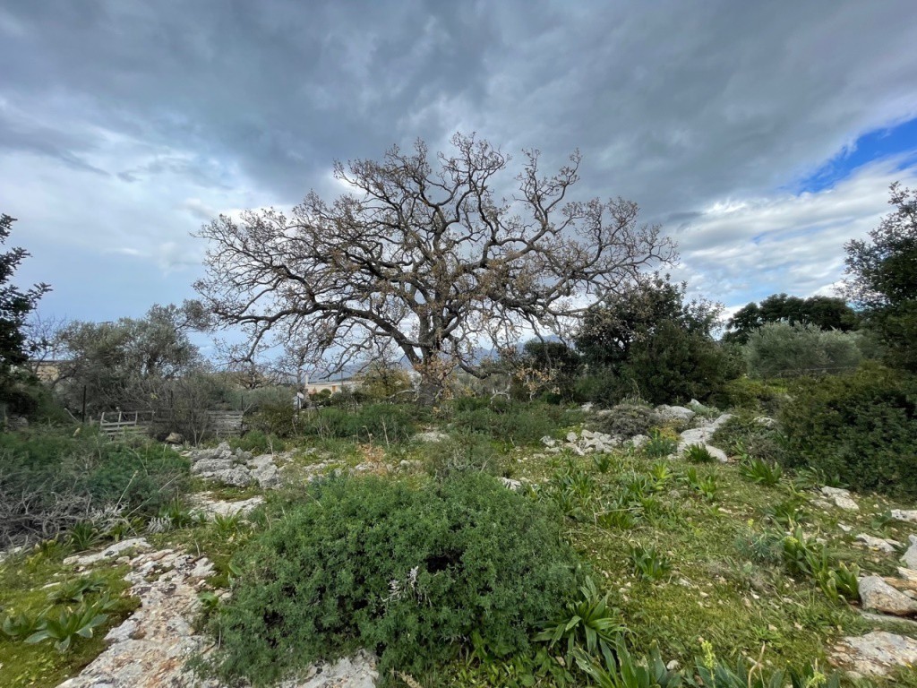 Οικόπεδο 1.292 τ.μ. πρός πώληση, Ν. Ρεθύμνου, Αρκάδι