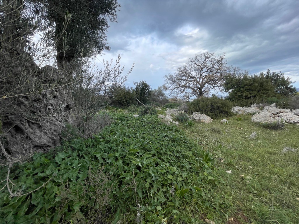 Οικόπεδο 1.292 τ.μ. πρός πώληση, Ν. Ρεθύμνου, Αρκάδι