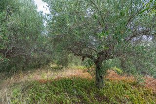 Οικόπεδο 2.000 τ.μ. για πώληση, Ν. Ρεθύμνου, Αρκάδι-thumb-8