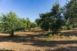 Οικόπεδο 1.520 τ.μ. για πώληση