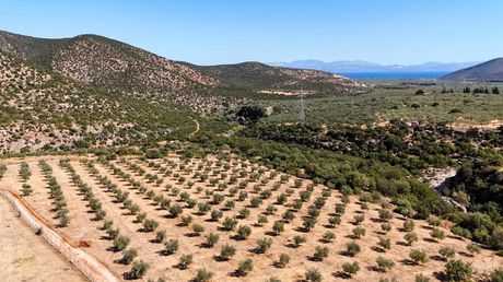 Parcel 27.692sqm for sale-North Kinouria » Agios Andreas