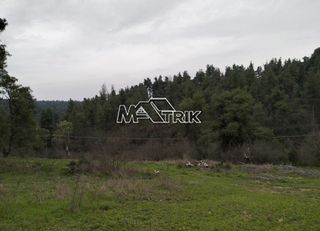 Αγροτεμάχια 4.500 τ.μ. προς πώληση, Σανή-thumb-5