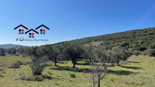 Αγροτεμάχια 5.000 τ.μ. για πώληση