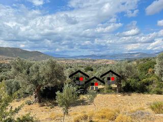 Αγροτεμάχια 7.599 τ.μ. για πώληση
