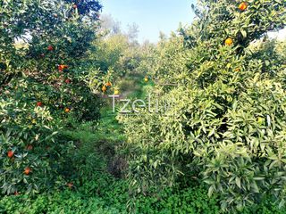 Οικόπεδο 6.000 τ.μ. για ενοικίαση, Αχαΐα, Πάτρα-thumb-15