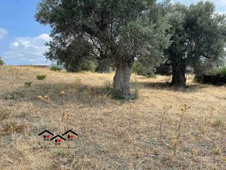 Οικόπεδο 2.000 τ.μ. για πώληση, Εύβοια, Στύρα-thumb-2