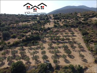 Αγροτεμάχια 8.400 τ.μ. προς πώληση, Δήλησο-thumb-2