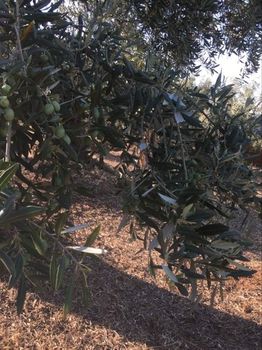 Αγροτεμάχια 11.000 τ.μ. πρός πώληση