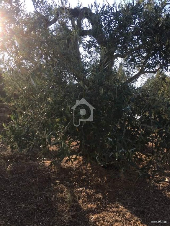 Αγροτεμάχια 11.000 τ.μ. πρός πώληση, Μαγνησία, Μηλιές