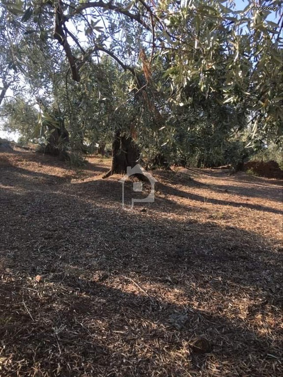 Αγροτεμάχια 11.000 τ.μ. πρός πώληση, Μαγνησία, Μηλιές
