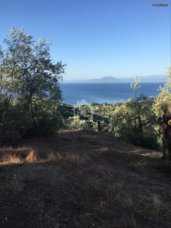 Αγροτεμάχια 11.000 τ.μ. πρός πώληση, Μαγνησία, Μηλιές