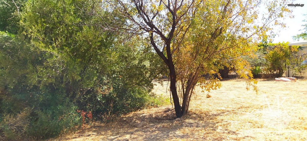 Αγροτεμάχια 300 τ.μ. πρός πώληση, Αττική - Υπόλοιπο, Κ. Σκάλας Ωρωπού
