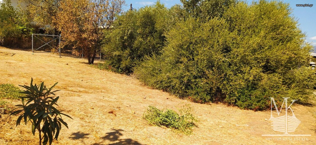 Αγροτεμάχια 300 τ.μ. πρός πώληση, Αττική - Υπόλοιπο, Κ. Σκάλας Ωρωπού