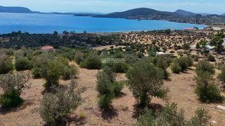 Αγροτεμάχια 10.040 τ.μ. για πώληση