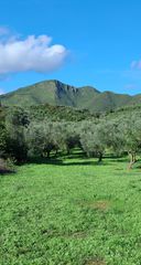 Αγροτεμάχια 14.083 τ.μ. για πώληση