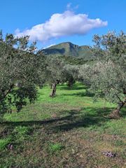 Αγροτεμάχια 14.083 τ.μ. για πώληση, Μεσσηνία, Νέστορας-thumb-1