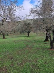 Αγροτεμάχια 14.083 τ.μ. για πώληση, Μεσσηνία, Νέστορας-thumb-3
