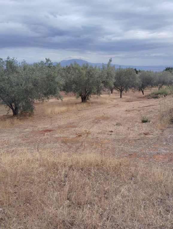 Αγροτεμάχια 19.800 τ.μ. πρός πώληση, Κορινθία, Σικυώνα