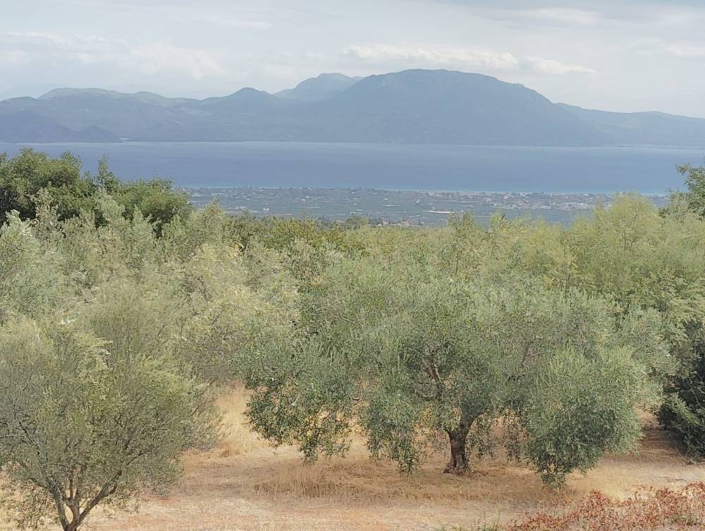 Αγροτεμάχια 19.800 τ.μ. πρός πώληση, Κορινθία, Σικυώνα