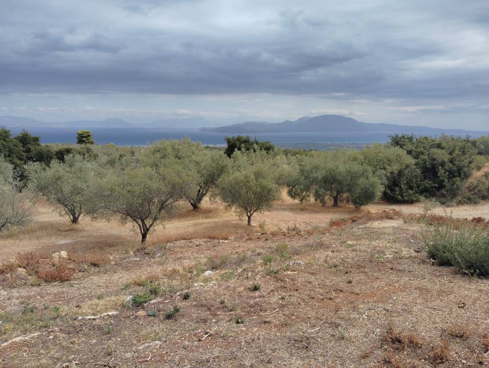 Αγροτεμάχια 19.800 τ.μ. πρός πώληση, Κορινθία, Σικυώνα