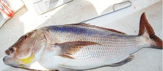 AB Inflatables 2025 2025