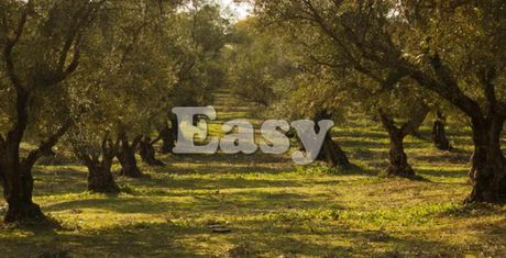 Land plot 4.000sqm for sale-Aigio » Center