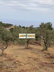 Αγροτεμάχια 5.500 τ.μ. για πώληση