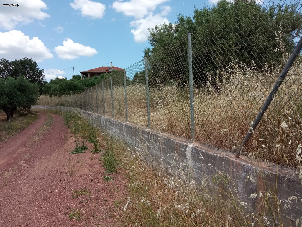 Αγροτεμάχια 14.000 τ.μ. για πώληση, Μεσσηνία, Πεταλίδι