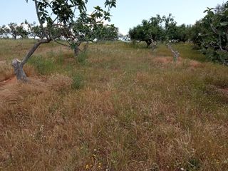 Αγροτεμάχια 14.000 τ.μ. για πώληση, Μεσσηνία, Πεταλίδι-thumb-3