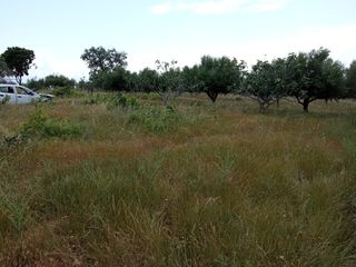 Αγροτεμάχια 14.000 τ.μ. για πώληση, Μεσσηνία, Πεταλίδι-thumb-7