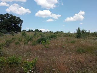 Αγροτεμάχια 14.000 τ.μ. για πώληση, Μεσσηνία, Πεταλίδι-thumb-9