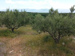 Αγροτεμάχια 14.000 τ.μ. για πώληση, Μεσσηνία, Πεταλίδι-thumb-16