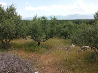 Αγροτεμάχια 14.000 τ.μ. για πώληση, Μεσσηνία, Πεταλίδι-thumb-17