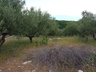 Αγροτεμάχια 14.000 τ.μ. για πώληση, Μεσσηνία, Πεταλίδι-thumb-18