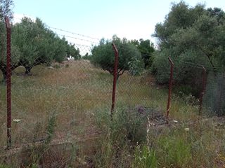 Αγροτεμάχια 14.000 τ.μ. για πώληση, Μεσσηνία, Πεταλίδι-thumb-27