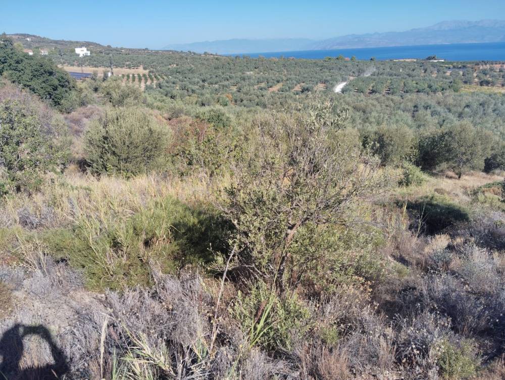 Αγροτεμάχια 8.800 τ.μ. πρός πώληση, Κορινθία, Ξυλόκαστρο